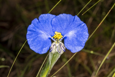 Dayflower May 30 2020